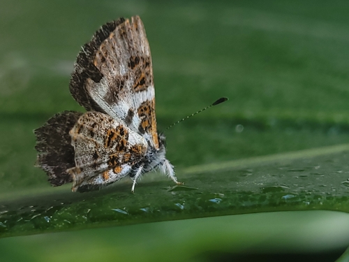 Sarota psaros