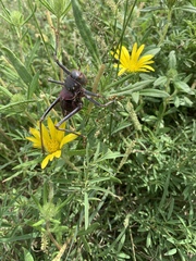 Acanthoplus