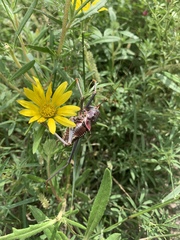 Acanthoplus
