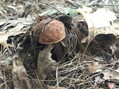 Hemileccinum rubropunctum