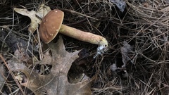 Hemileccinum rubropunctum