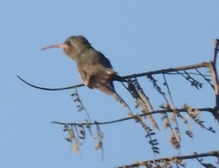 Phaeoptila sordida