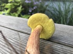 Hemileccinum rubropunctum