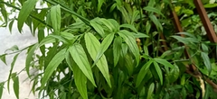 Clinacanthus nutans