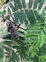 Acanthoplus
