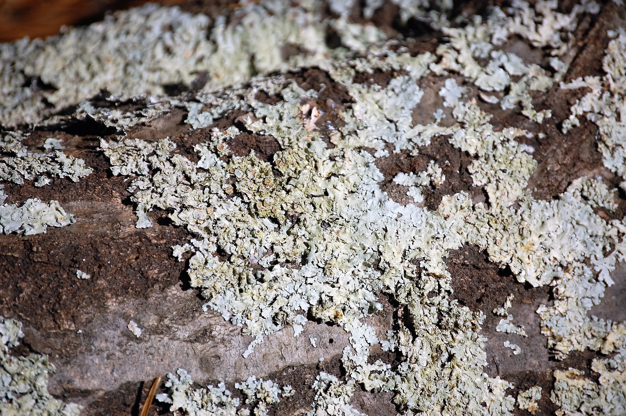 Myelochroa image