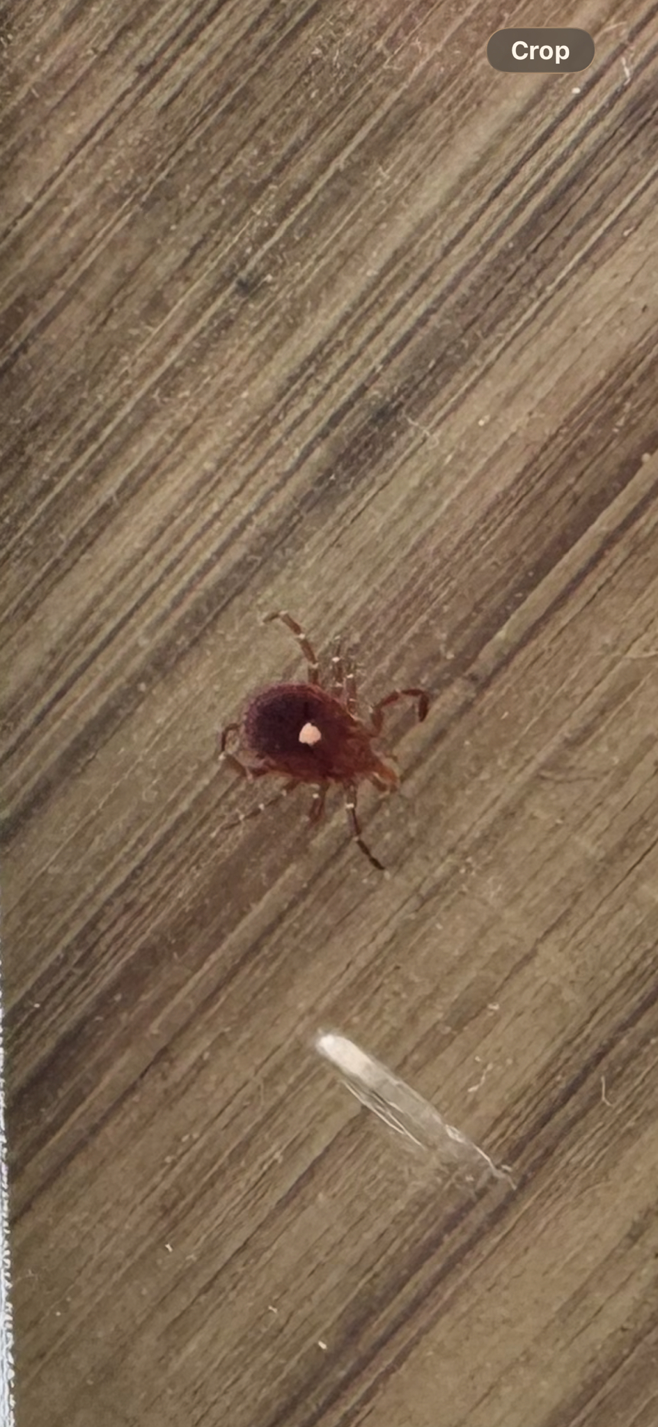 Amblyomma americanum Linnaeus, 1758