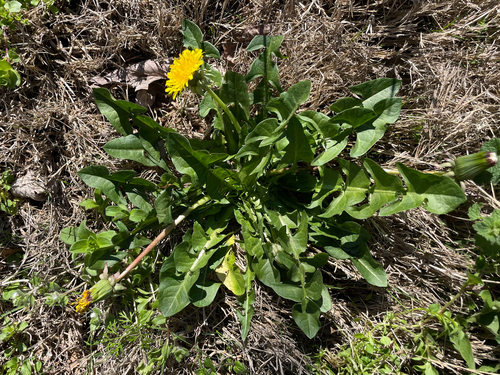 wavy-leaved dandelion (Taraxacum undulatum)