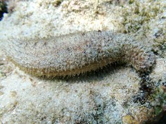 Holothuria pardalis