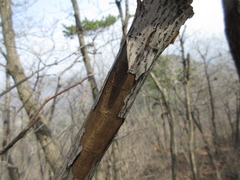 Neoshirakia japonica
