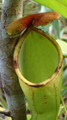 Nepenthes distillatoria