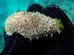 Holothuria pardalis