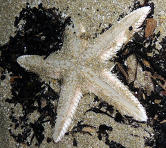 Astropecten polyacanthus