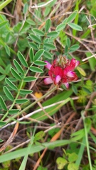 Onobrychis humilis