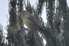 Carduelis citrinella