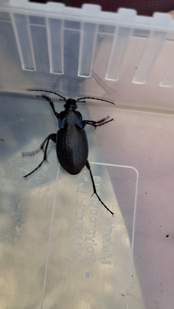 Carabus steuartii