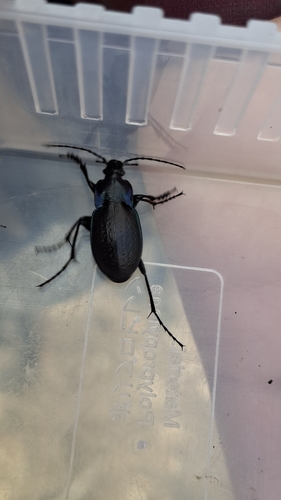 Carabus steuartii