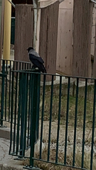 Corvus cornix