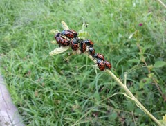 Calligrapha mexicana