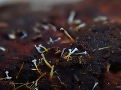 Sphaerostilbella aurifila