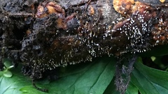 Sphaerostilbella aurifila