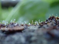 Sphaerostilbella aurifila