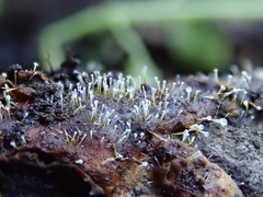 Sphaerostilbella aurifila