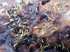 Sphaerostilbella aurifila