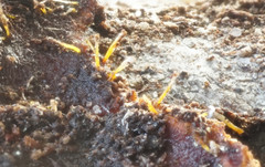 Sphaerostilbella aurifila