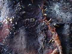 Sphaerostilbella aurifila