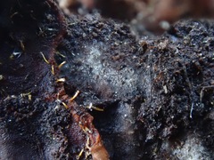 Sphaerostilbella aurifila