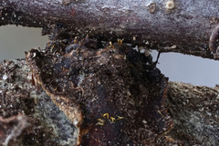 Sphaerostilbella aurifila