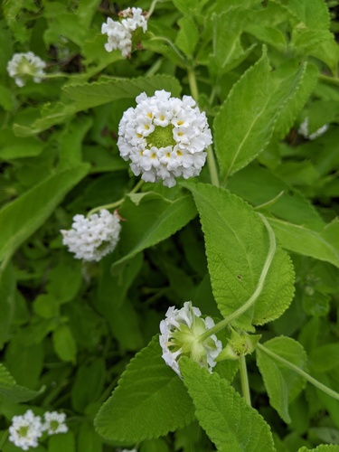 Galápagos lantana (Lantana peduncularis)