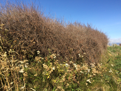 Muehlenbeckia complexa