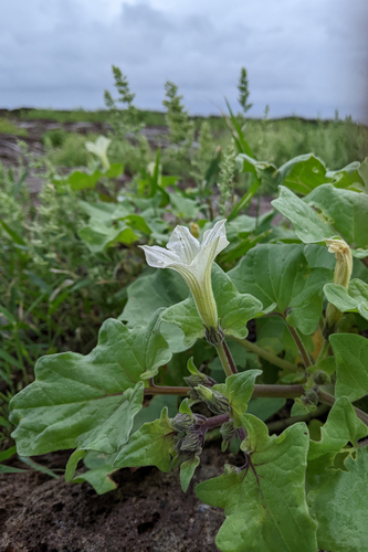 Galápagos shore-petunia (Exodeconus miersii)