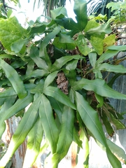 Lygodium circinnatum