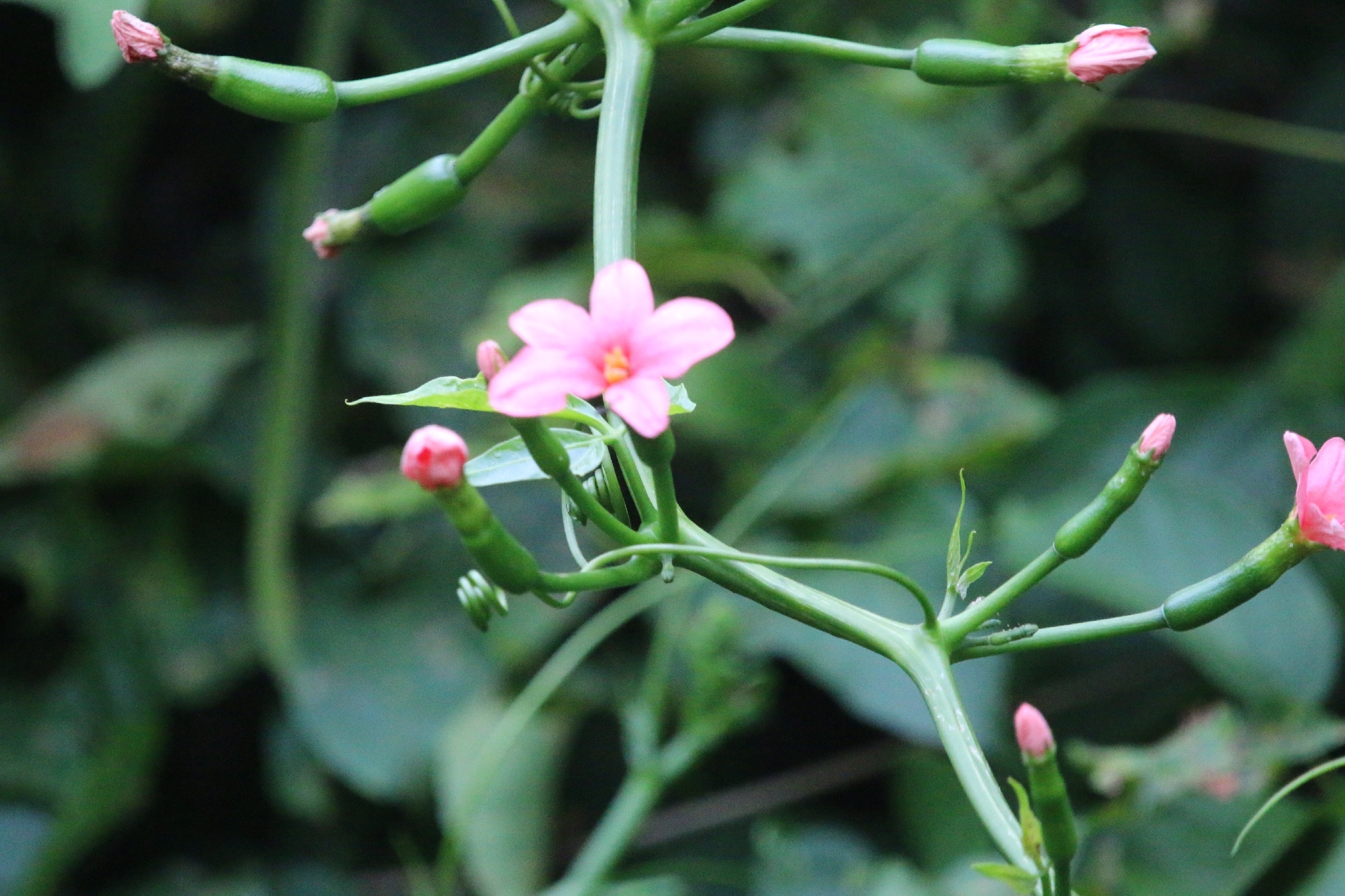 Psiguria ternata