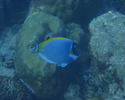 Powder Blue Tang — seen at this dive site