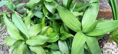 Clinacanthus nutans