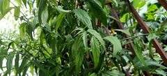 Clinacanthus nutans