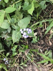 Ageratum conyzoides