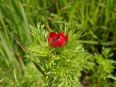 Adonis annua