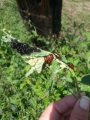 Calligrapha mexicana