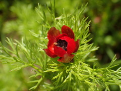 Adonis annua