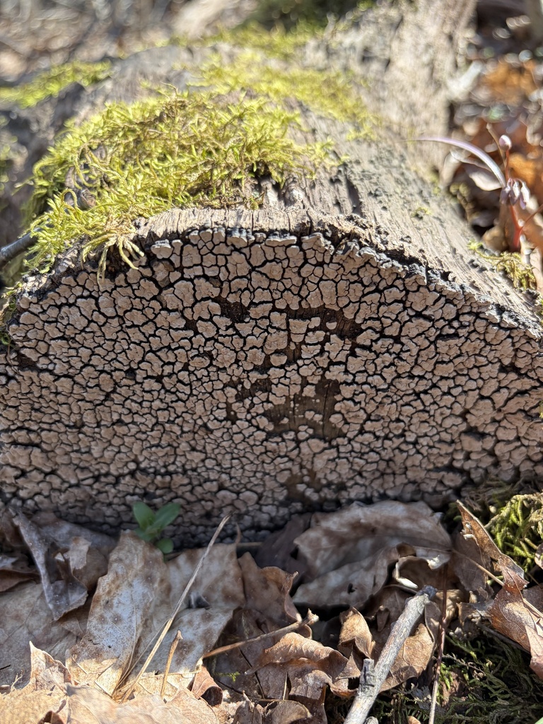 Xylobolus frustulatus · March 2026 · photo: © julietrav24 (iNaturalist, cc-by)