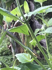 Dendrelaphis marenae