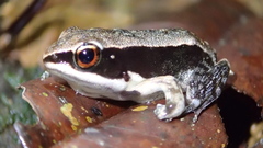 Indosylvirana