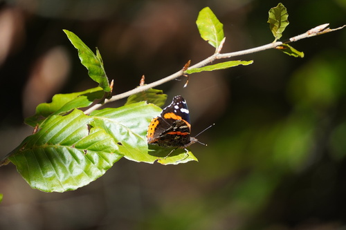 Vanessa atalanta