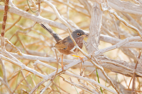 Curruca del Atlas (Curruca deserticola)