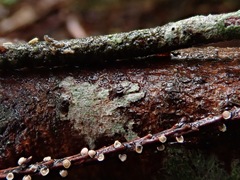 Corticium minnsiae